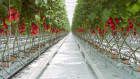 Агротекстиль Agrojutex белый 100г/м2 - 1х100м